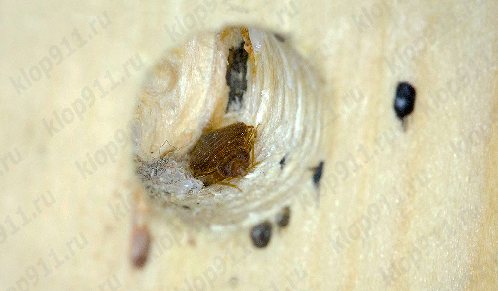 Nid de punaises dans un meuble