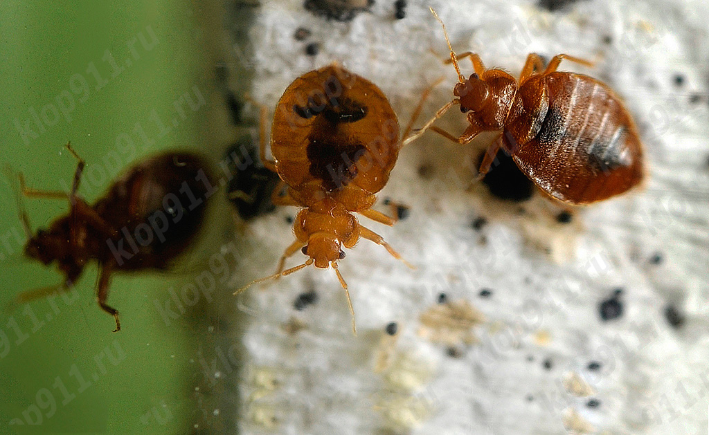 Punaises sur un matelas