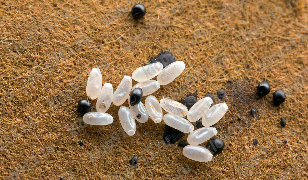 Œufs et excréments de punaises