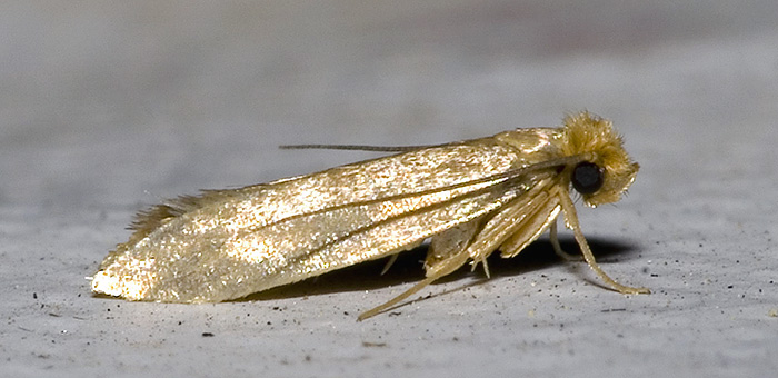 Mites