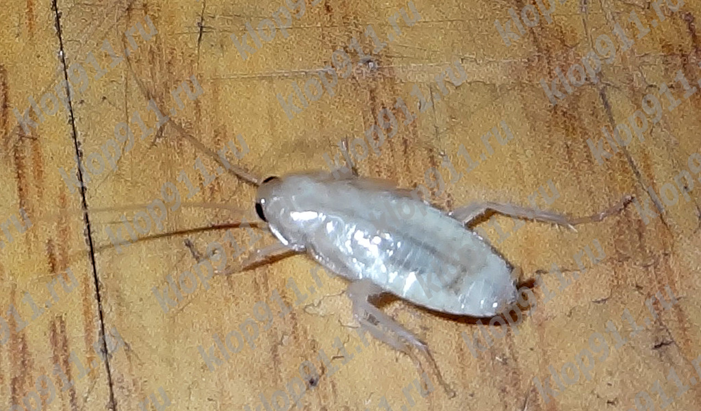 Cafard albinos