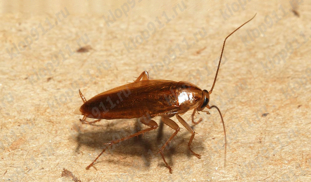 Blatte germanique