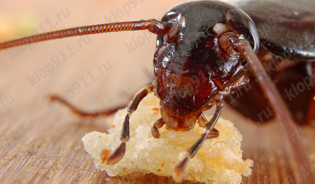 Un cafard mange du pain (photographie macro)