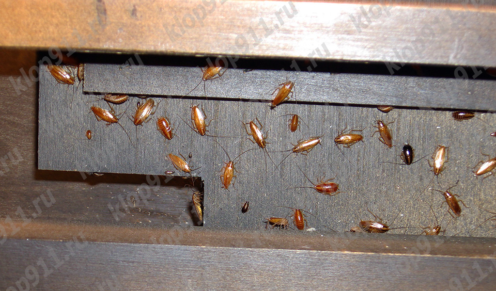 Nid de blattes germaniques dans un meuble