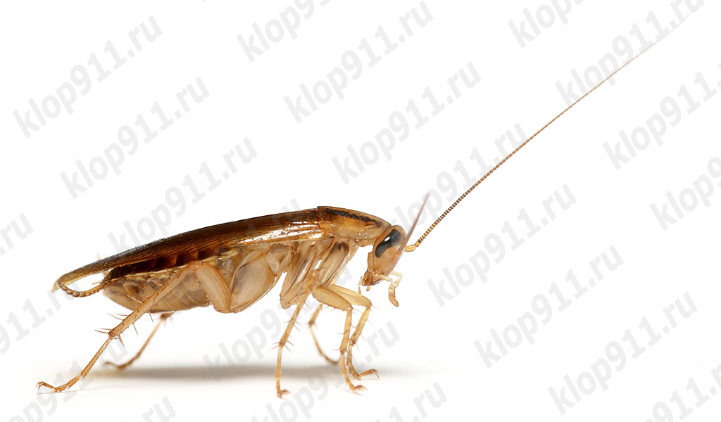 Une blatte a perdu son antenne