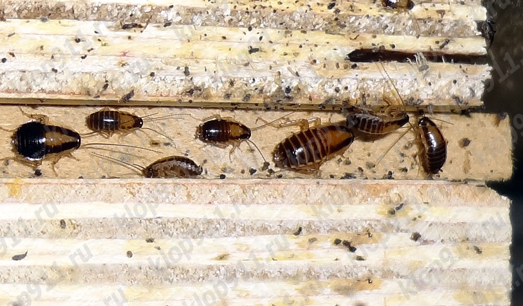 Amas de nymphes de blatte germanique dans un meuble