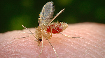 Insectes