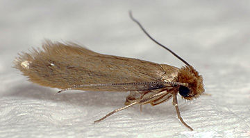 Mites