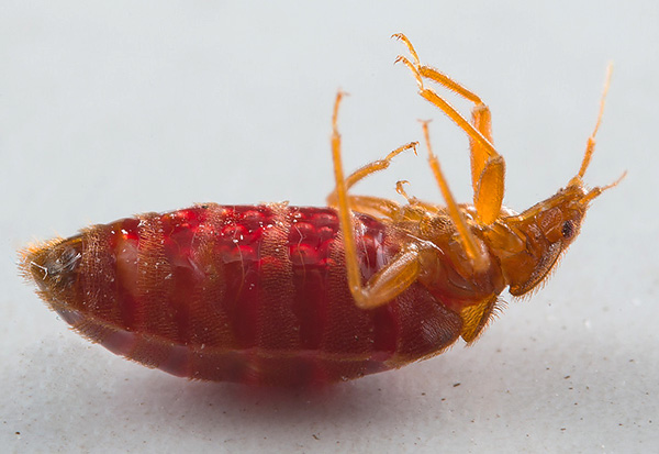 Nous vous aidons à lutter contre les insectes